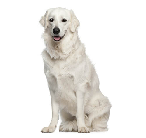 Kuvasz 2024